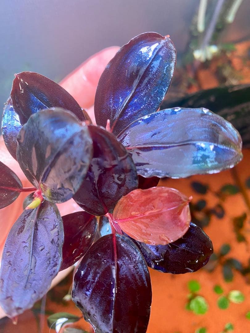 Bucephalandra sp. Moonlight 大群生株