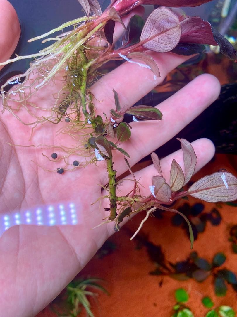 Bucephalandra sp. Moonlight 大群生株