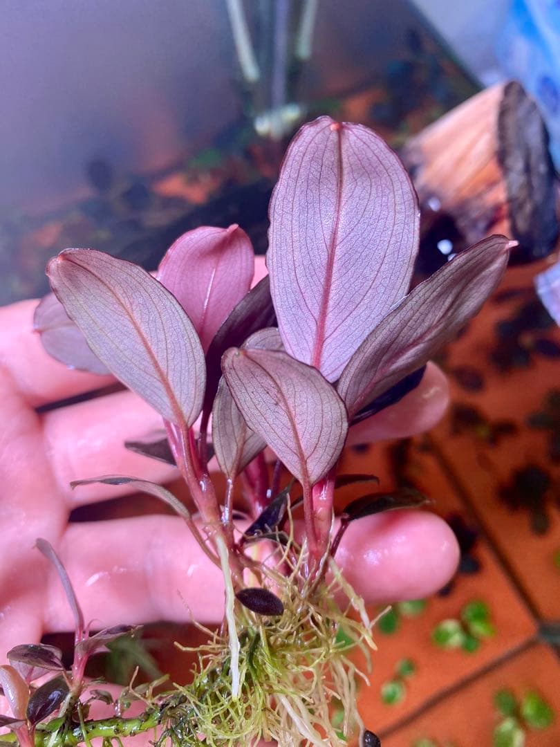 Bucephalandra sp. Moonlight 大群生株