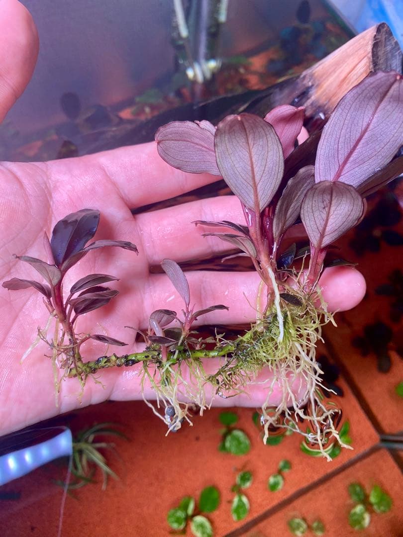 Bucephalandra sp. Moonlight 大群生株