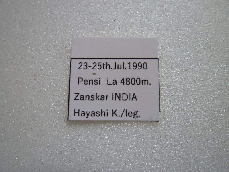 【外国産蝶標本】ステノゼムスウスバ♀/インド.ザンスカール産/57mm