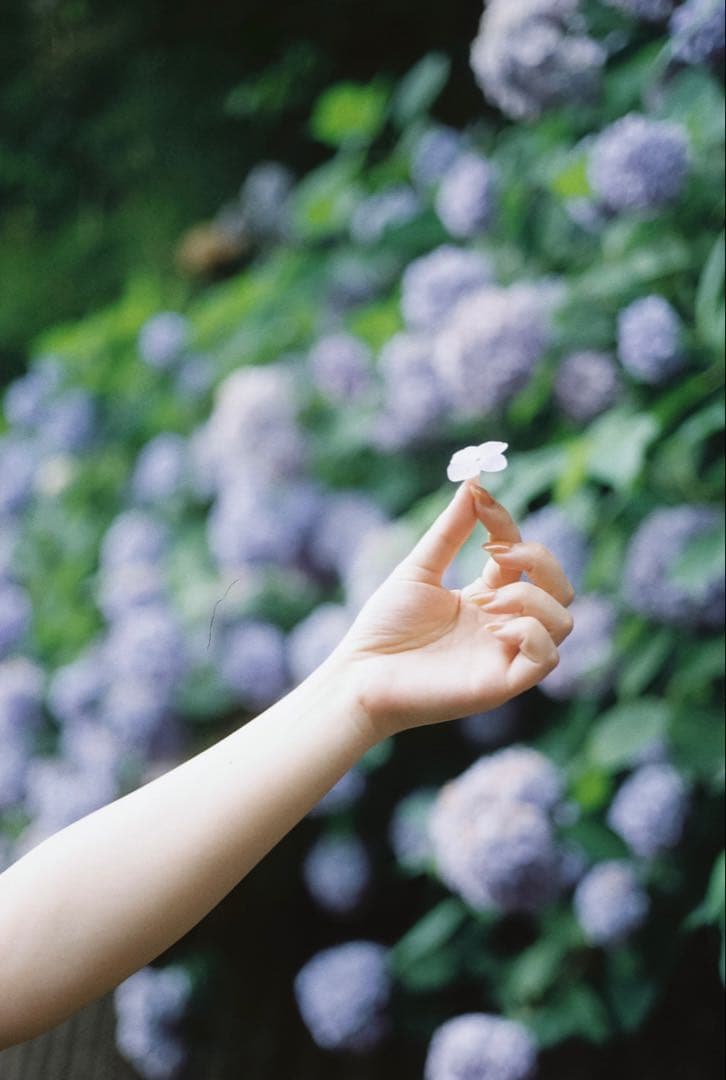 CONTAX G1 コンタックス Planar 45mm F2