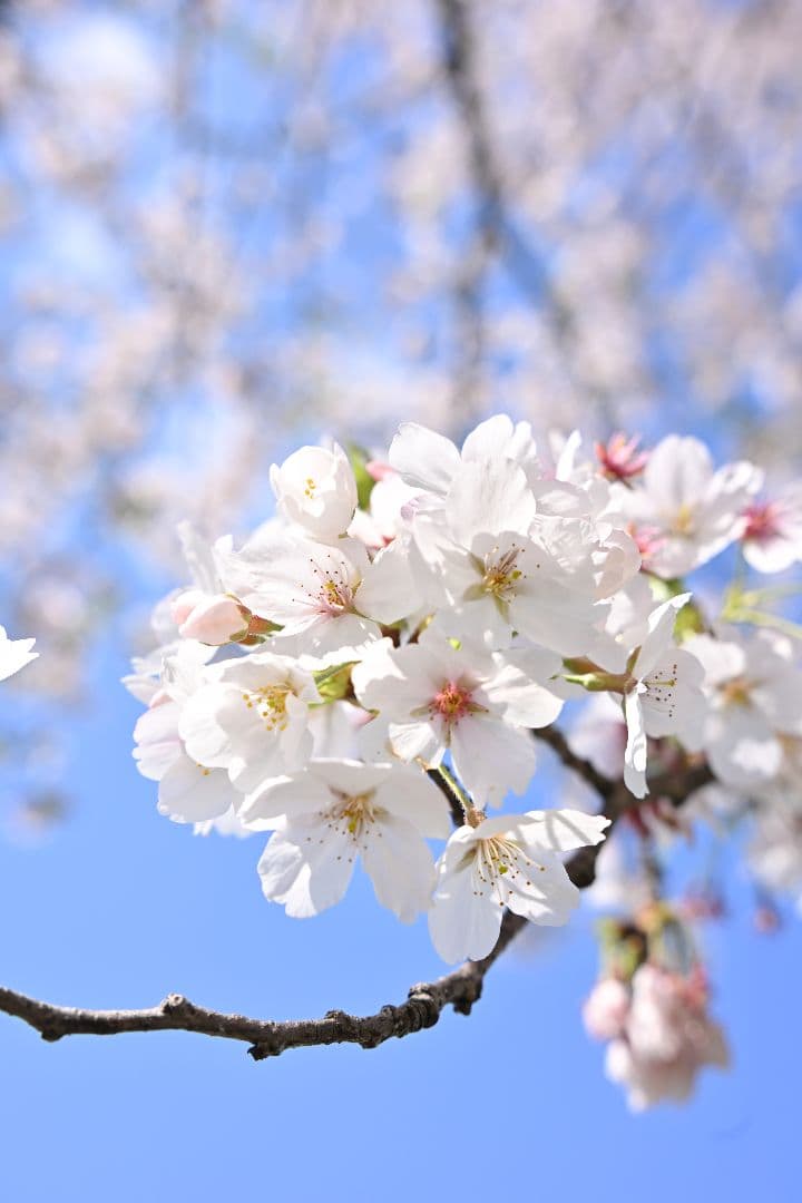 VILTROX AF 85mm F1.8 Zマウント 単焦点レンズ