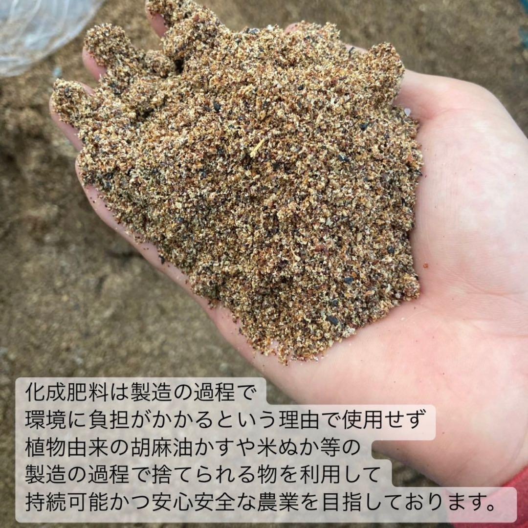 【無農薬抹茶】便利な個包装スティック100本入り！溶かすだけ簡単パウダータイプ
