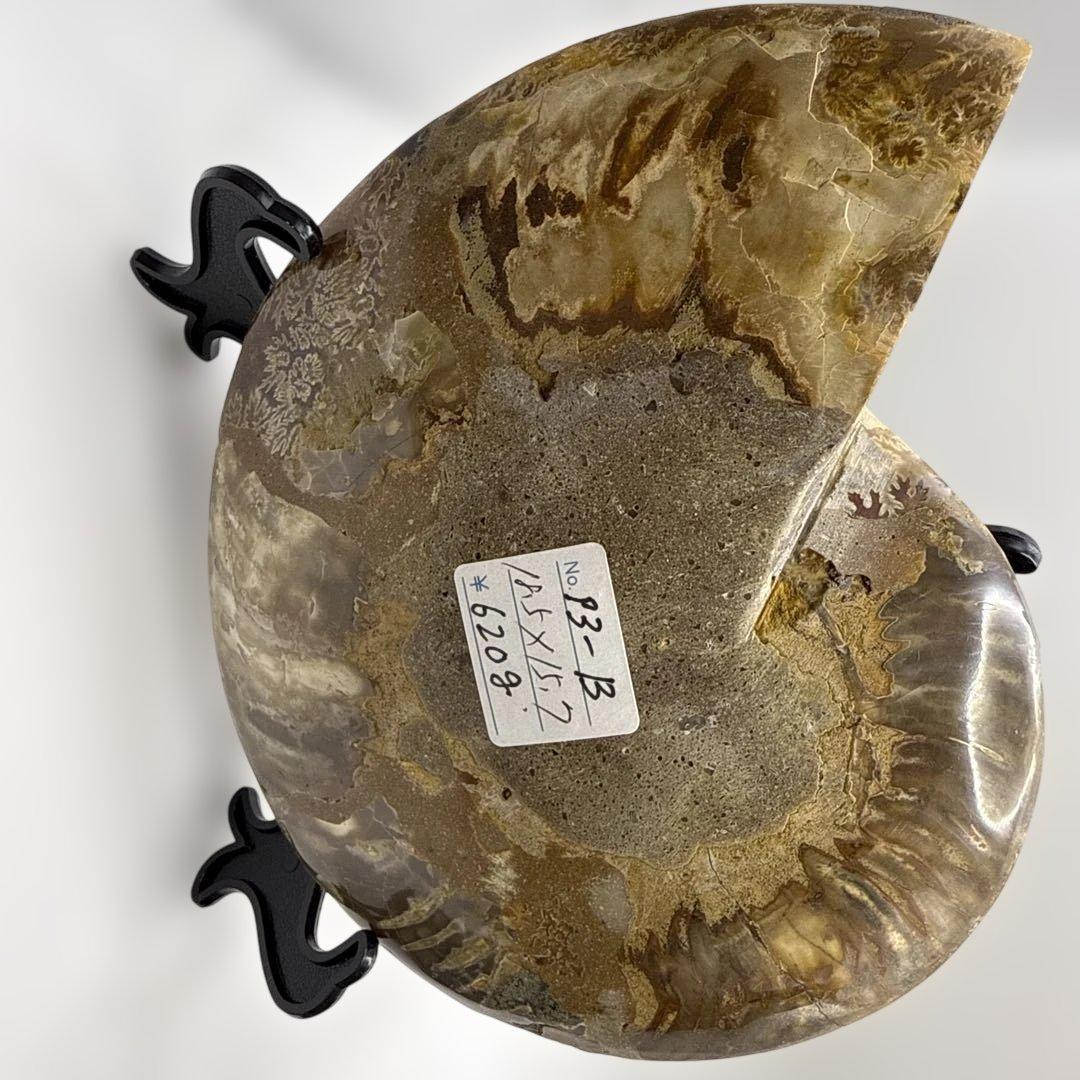 アモナイト化石 ペア　スタンド付き