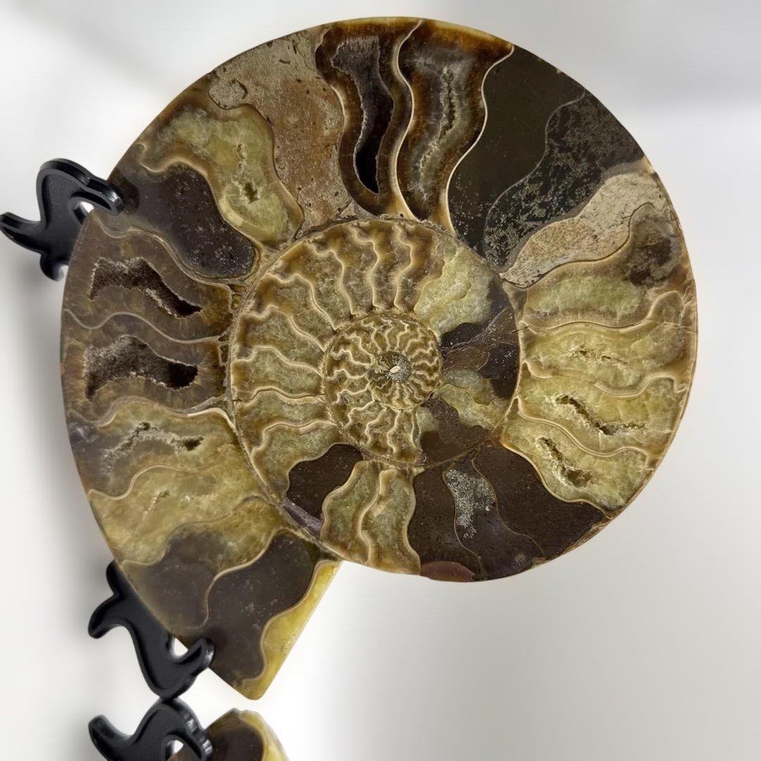 アモナイト化石 ペア　スタンド付き