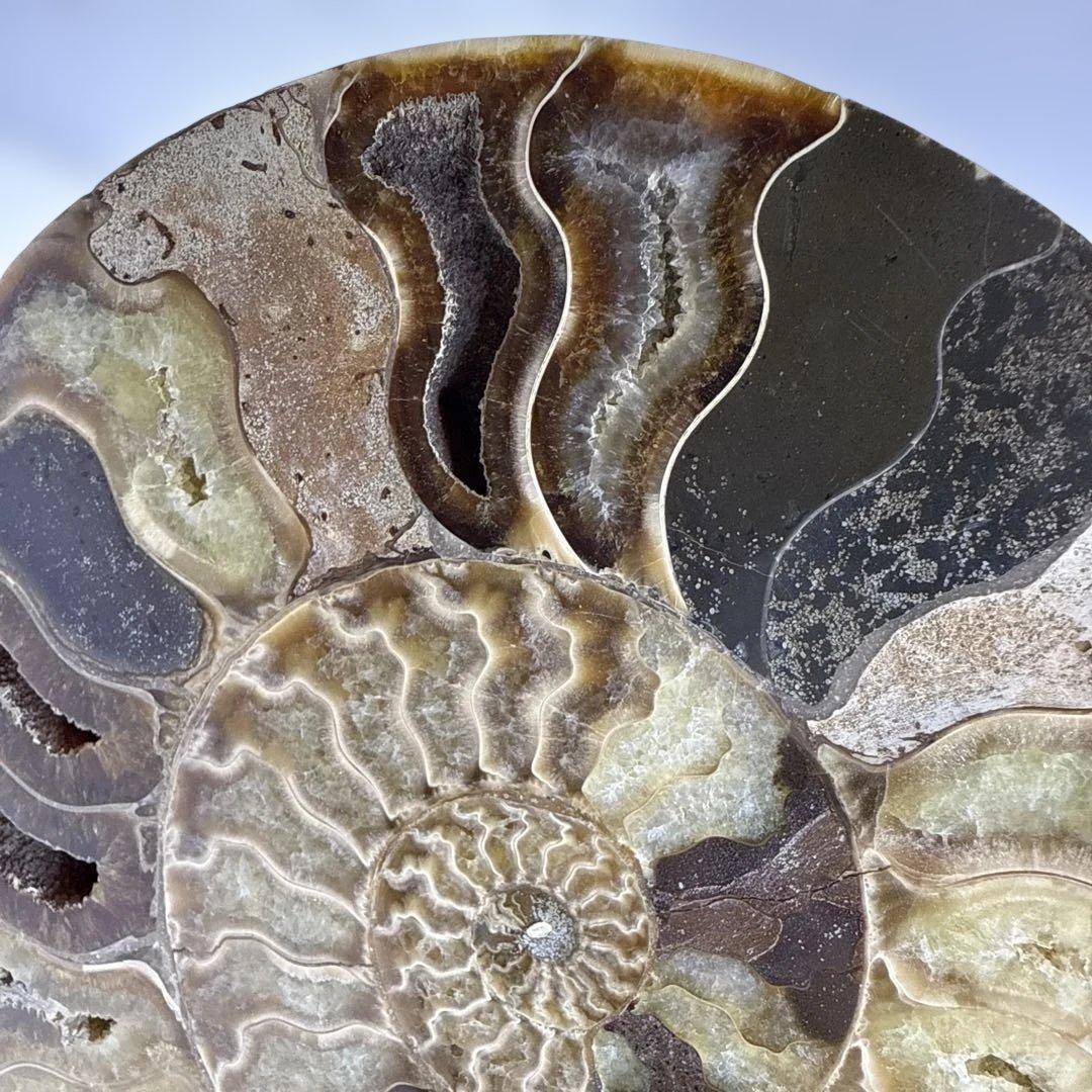 アモナイト化石 ペア　スタンド付き