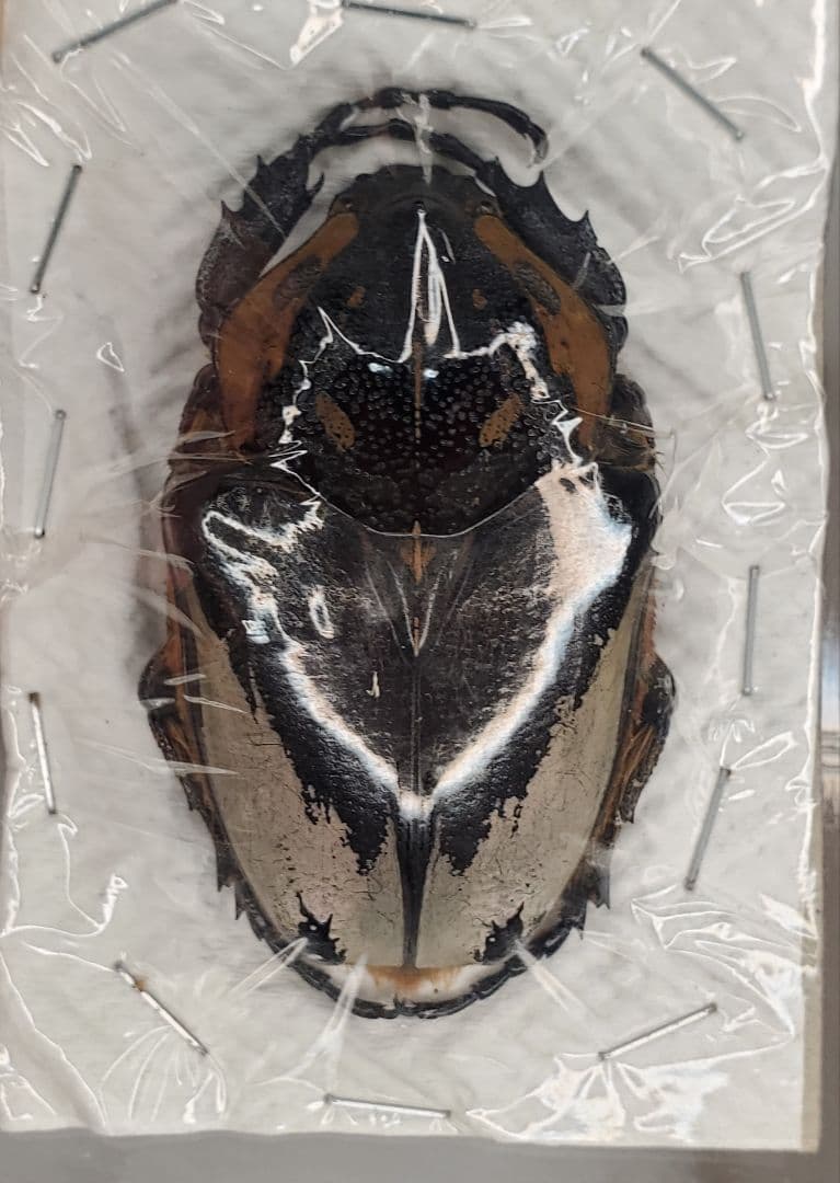 ゴライアスカシクス ♀単品 標本用死虫 2023年採集品 ゴライアス