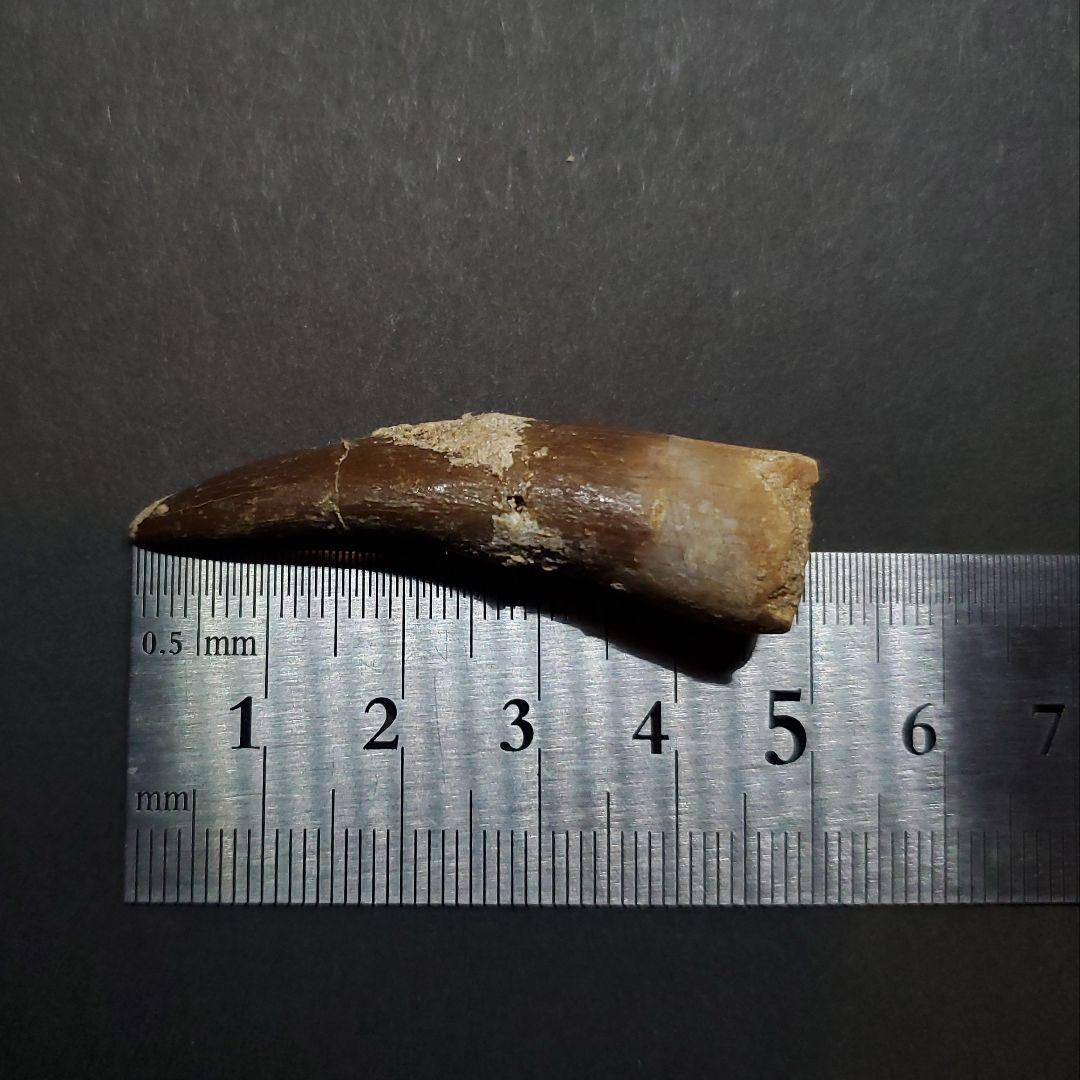 プレシオサウルス 化石 歯 本物 モロッコ産 48mm ケース付 pr112