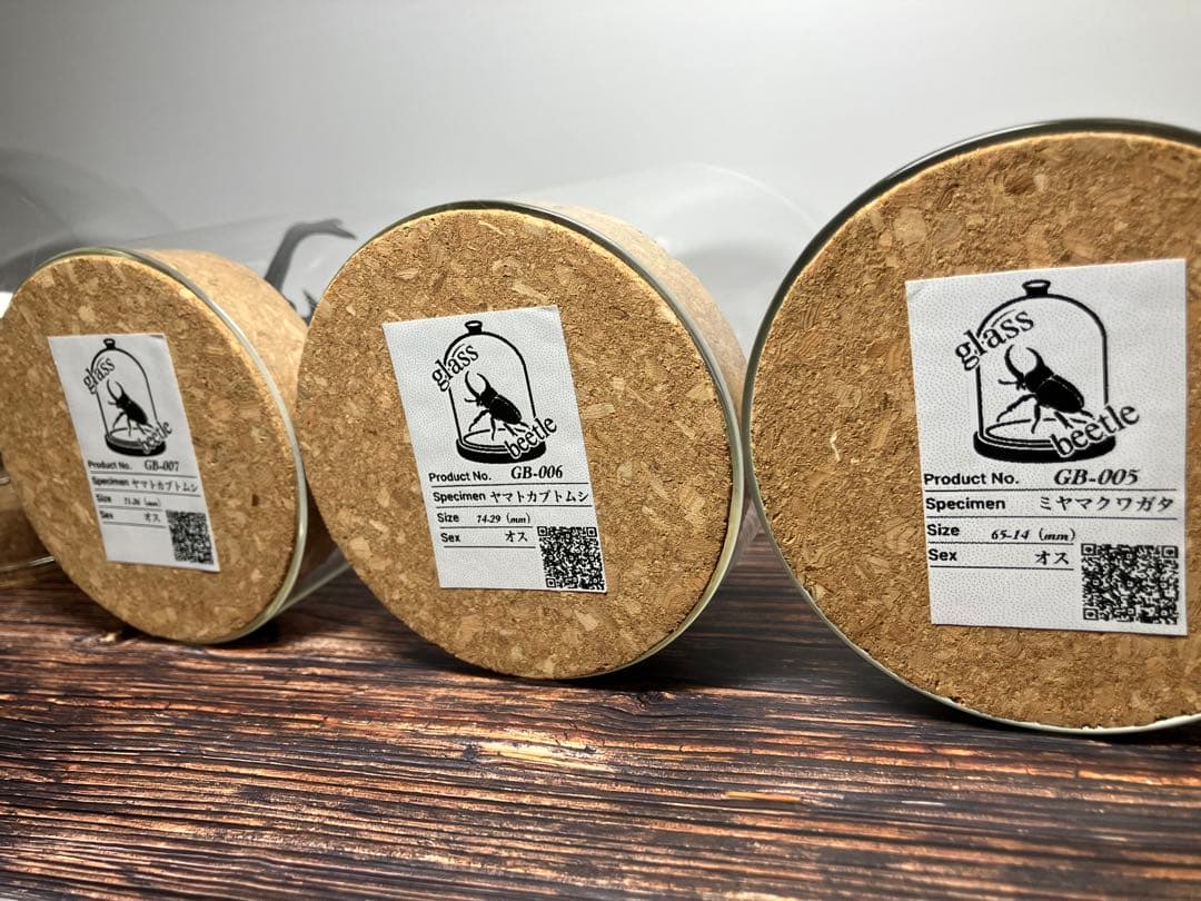 【Glass Beetleヤマトカブトムシ標本 GB-001】