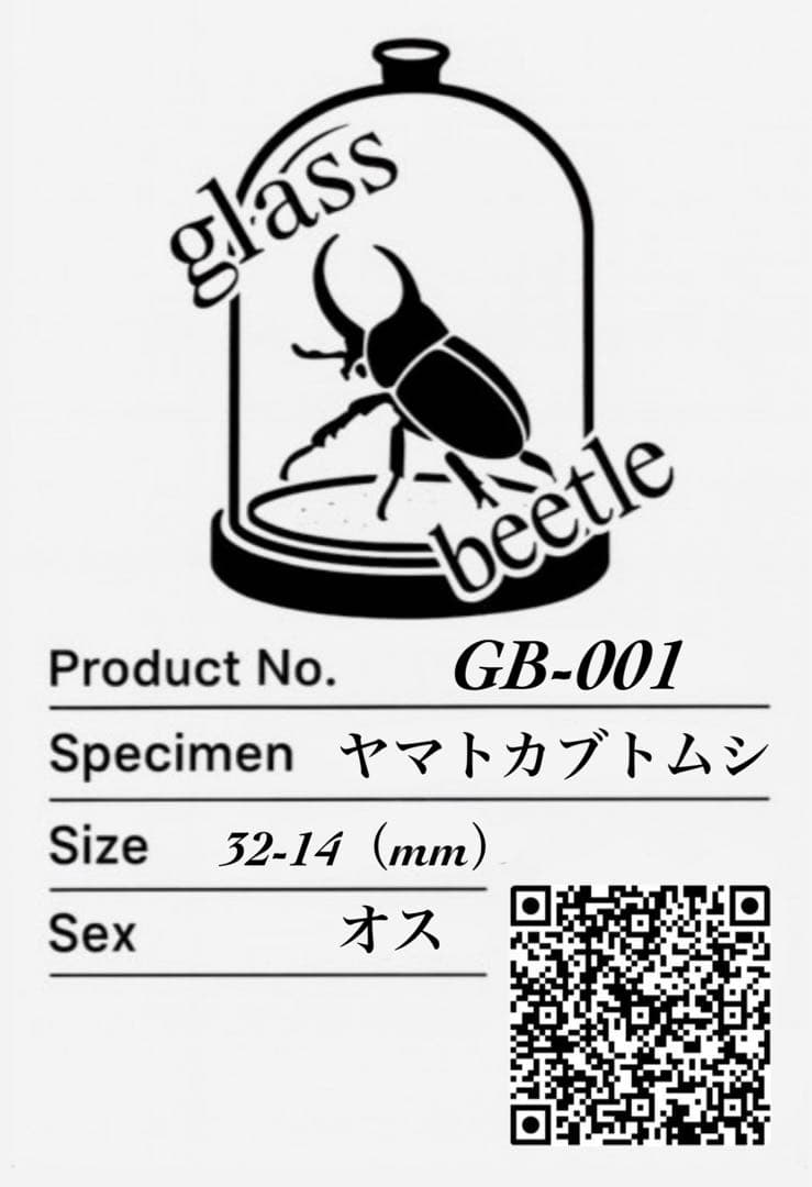 【Glass Beetleヤマトカブトムシ標本 GB-001】