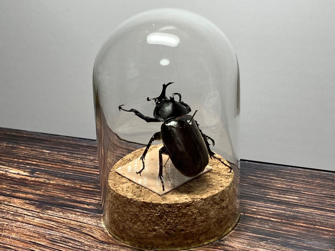 【Glass Beetleヤマトカブトムシ標本 GB-001】