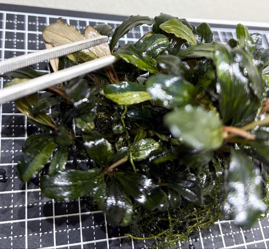 一点物　ブセファランドラ　バリエガータ　群生株　水中葉