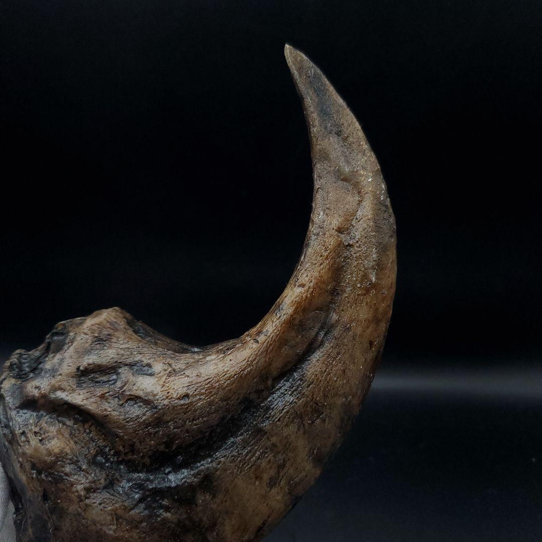 アロサウルス 爪 化石 レプリカ 約176.63mm  arr16