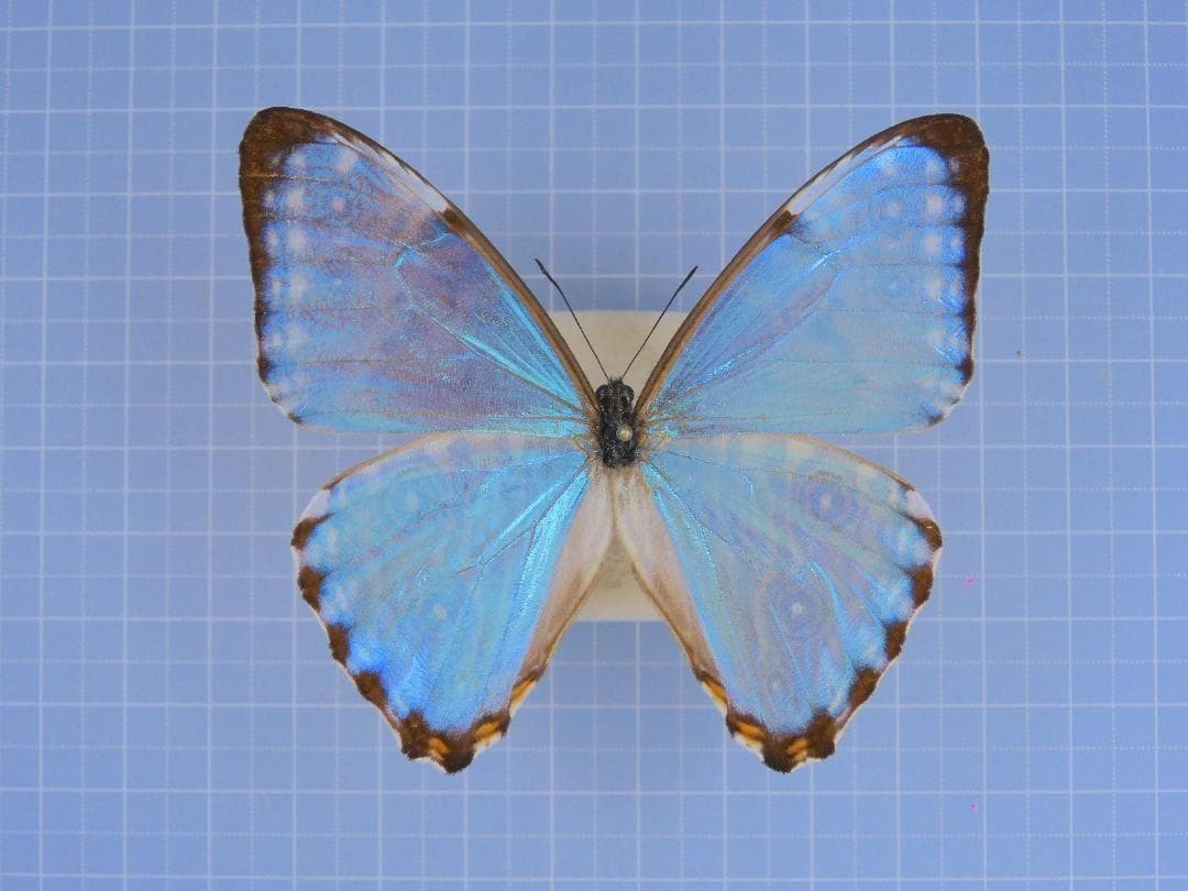 標本 Brazil Morpho portis thamyris 71mm