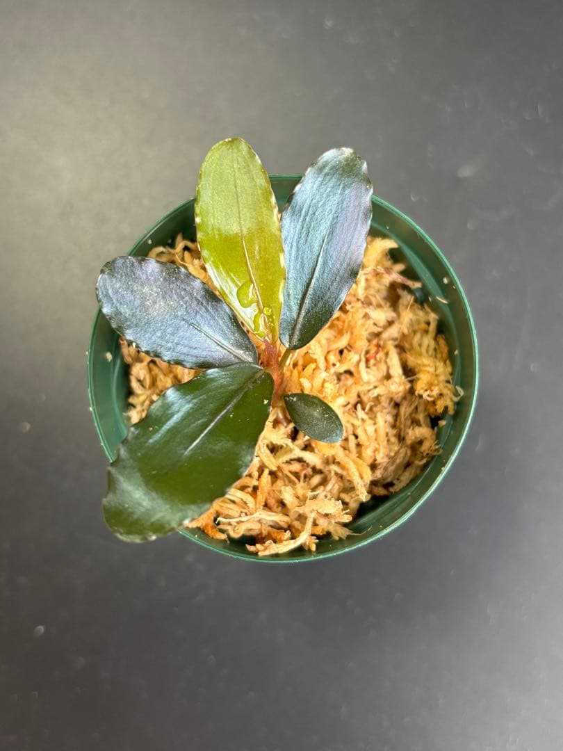 ブセファランドラ sp. \"AW No.1\" ※タグ付き