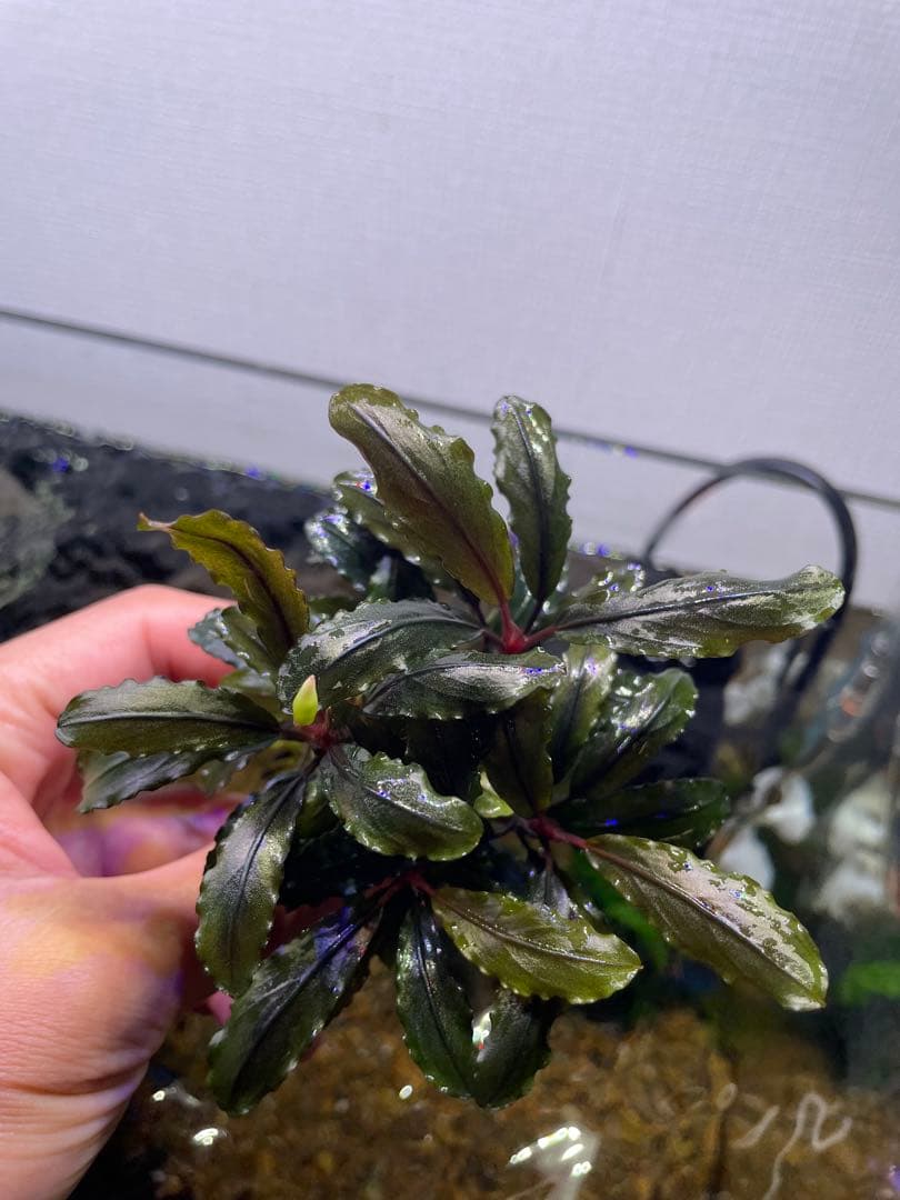 ま*ん様 ブセファランドラ 3種 4個