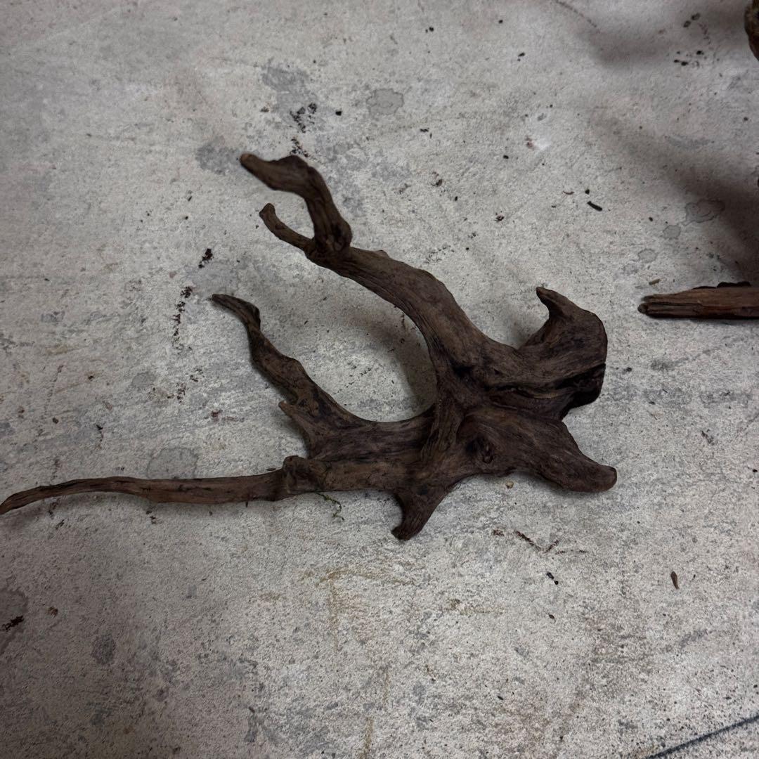 ADA ホーンウッド　流木その他　アクアリウム　テラリウム