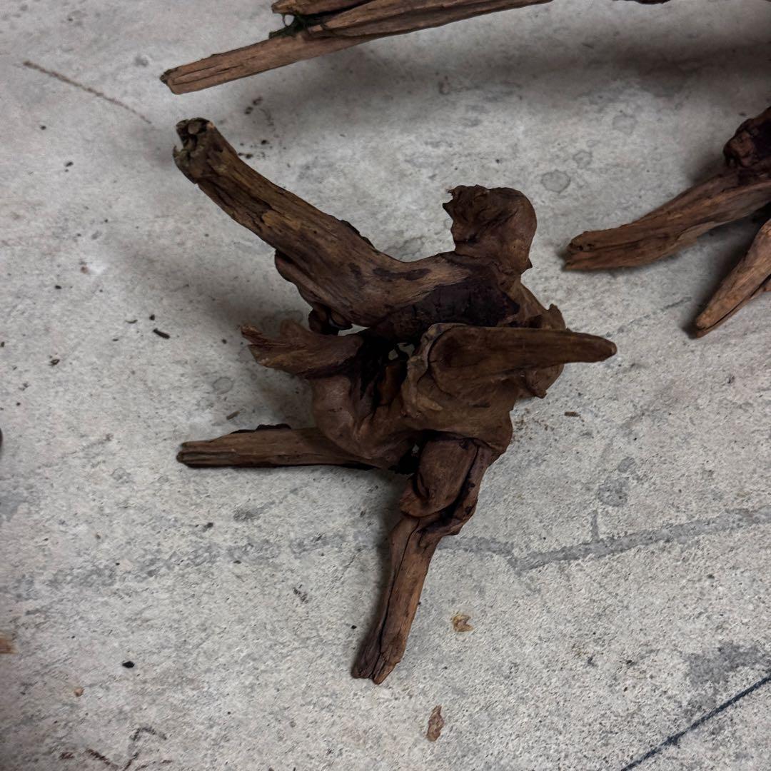 ADA ホーンウッド　流木その他　アクアリウム　テラリウム