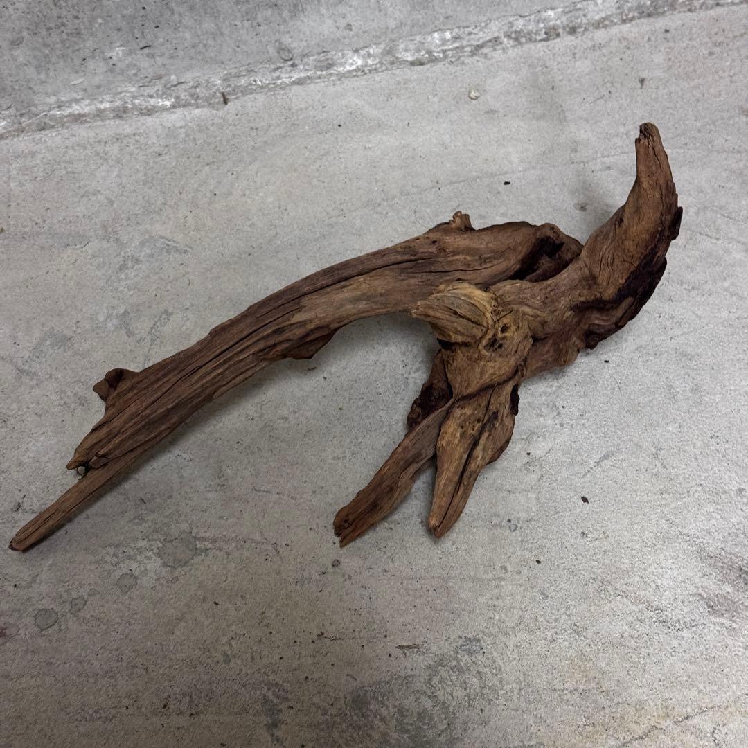 ADA ホーンウッド　流木その他　アクアリウム　テラリウム