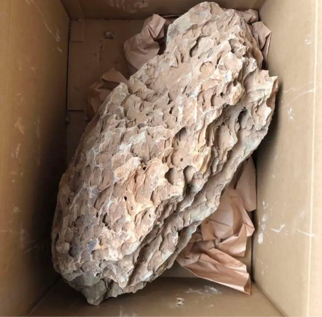 ADA 巨大黄虎石【希少】11kg巨岩親石 美形 気孔石