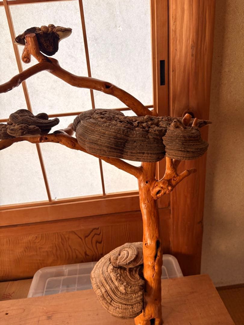 木製アートオブジェ 自然形状