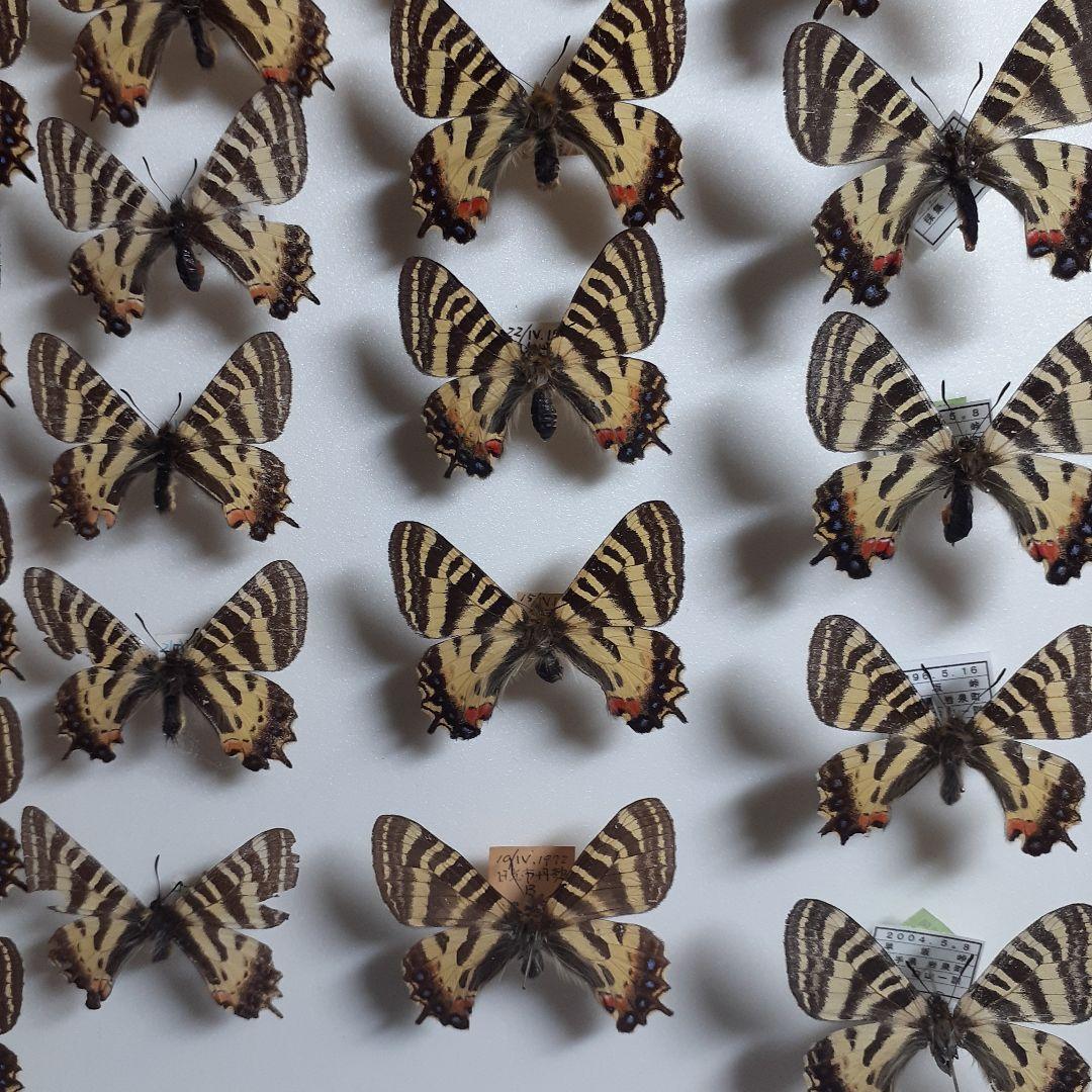 蝶標本　ギフチョウ、ヒメギフチョウ等４種100頭、大型ドイツ標本箱二箱入りセット