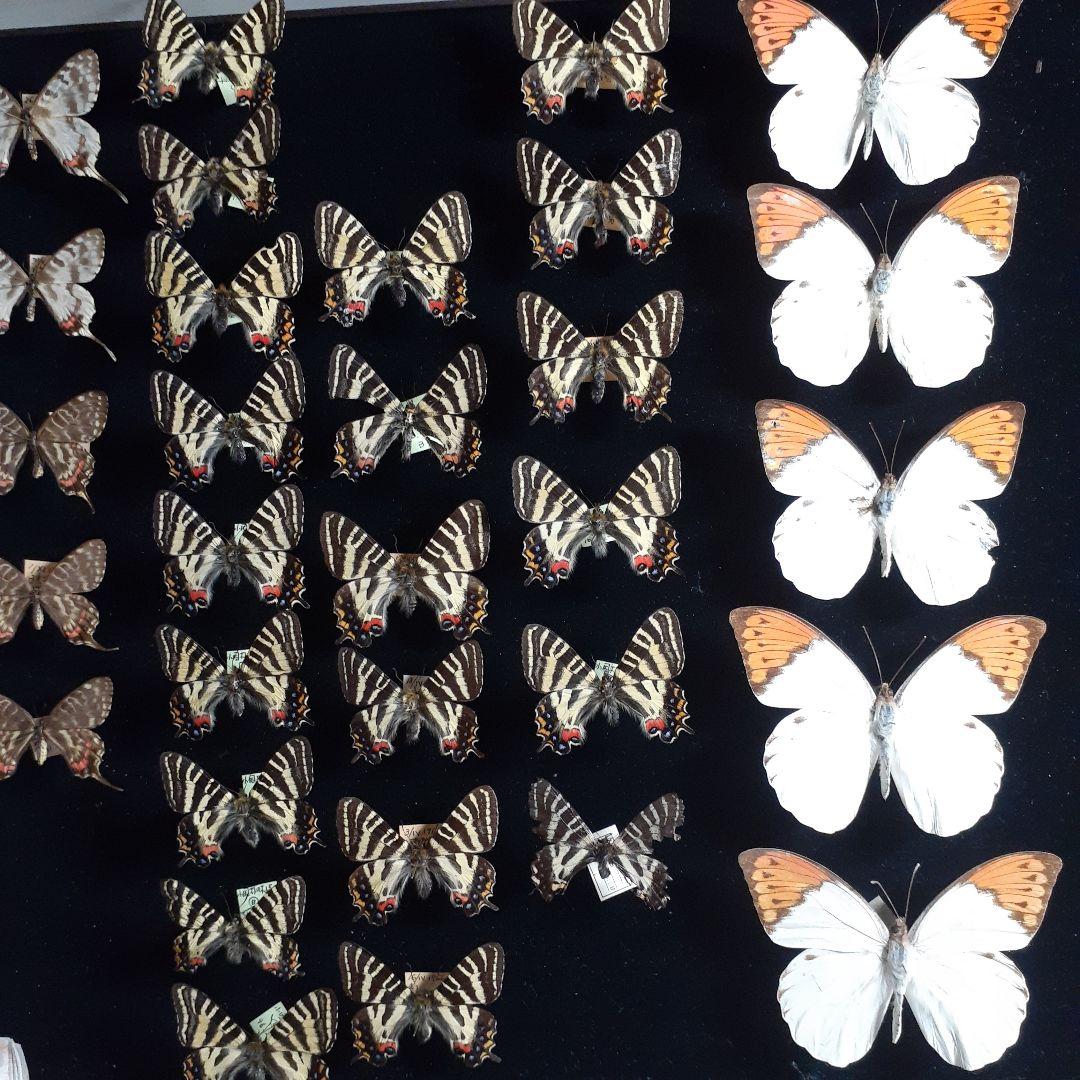 蝶標本　ギフチョウ、ヒメギフチョウ等４種100頭、大型ドイツ標本箱二箱入りセット