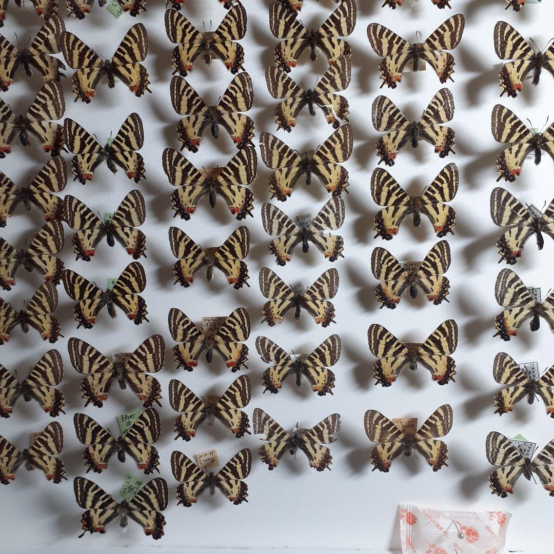 蝶標本　ギフチョウ、ヒメギフチョウ等４種100頭、大型ドイツ標本箱二箱入りセット