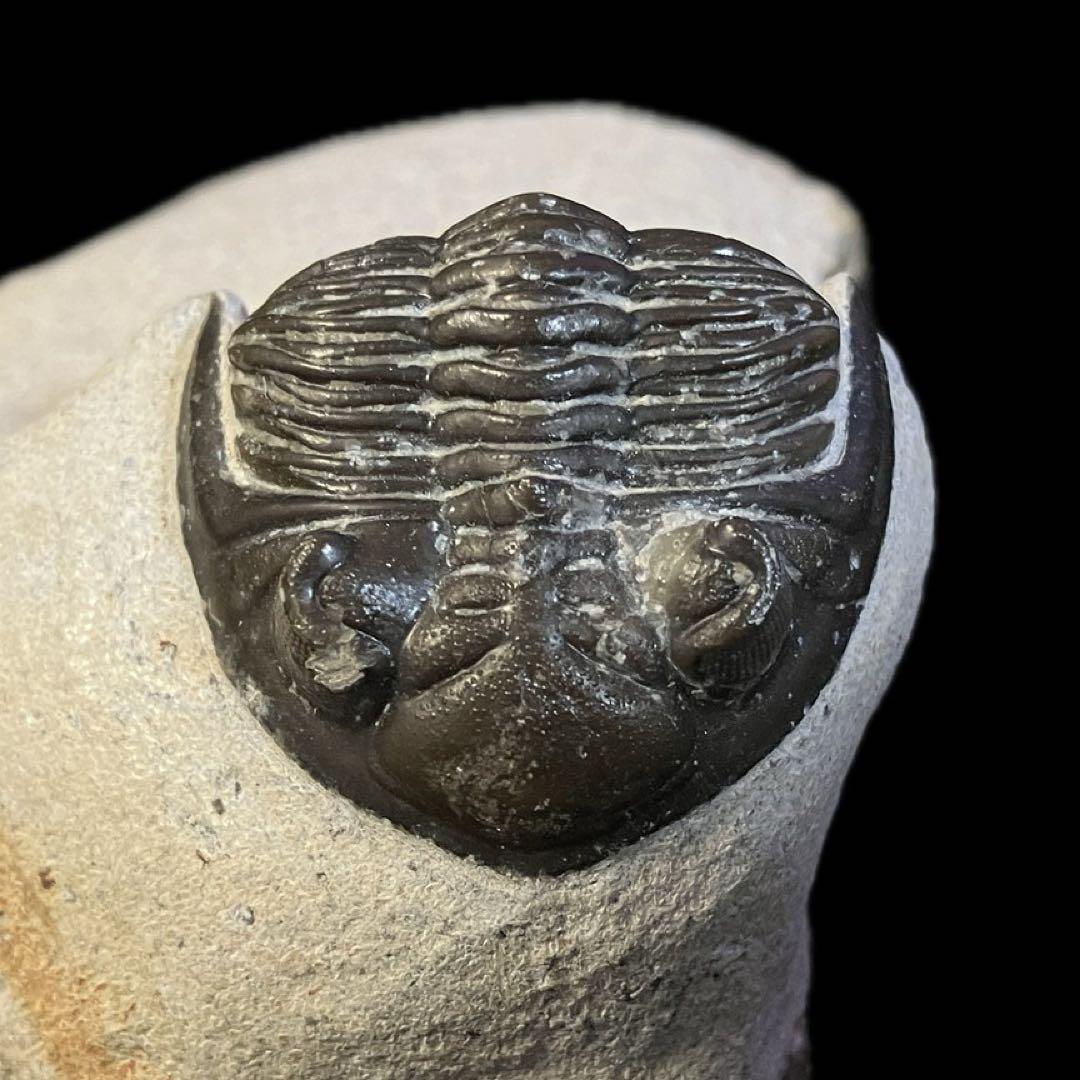 メタカンティナ　canthina　三葉虫　化石　モロッコ 産