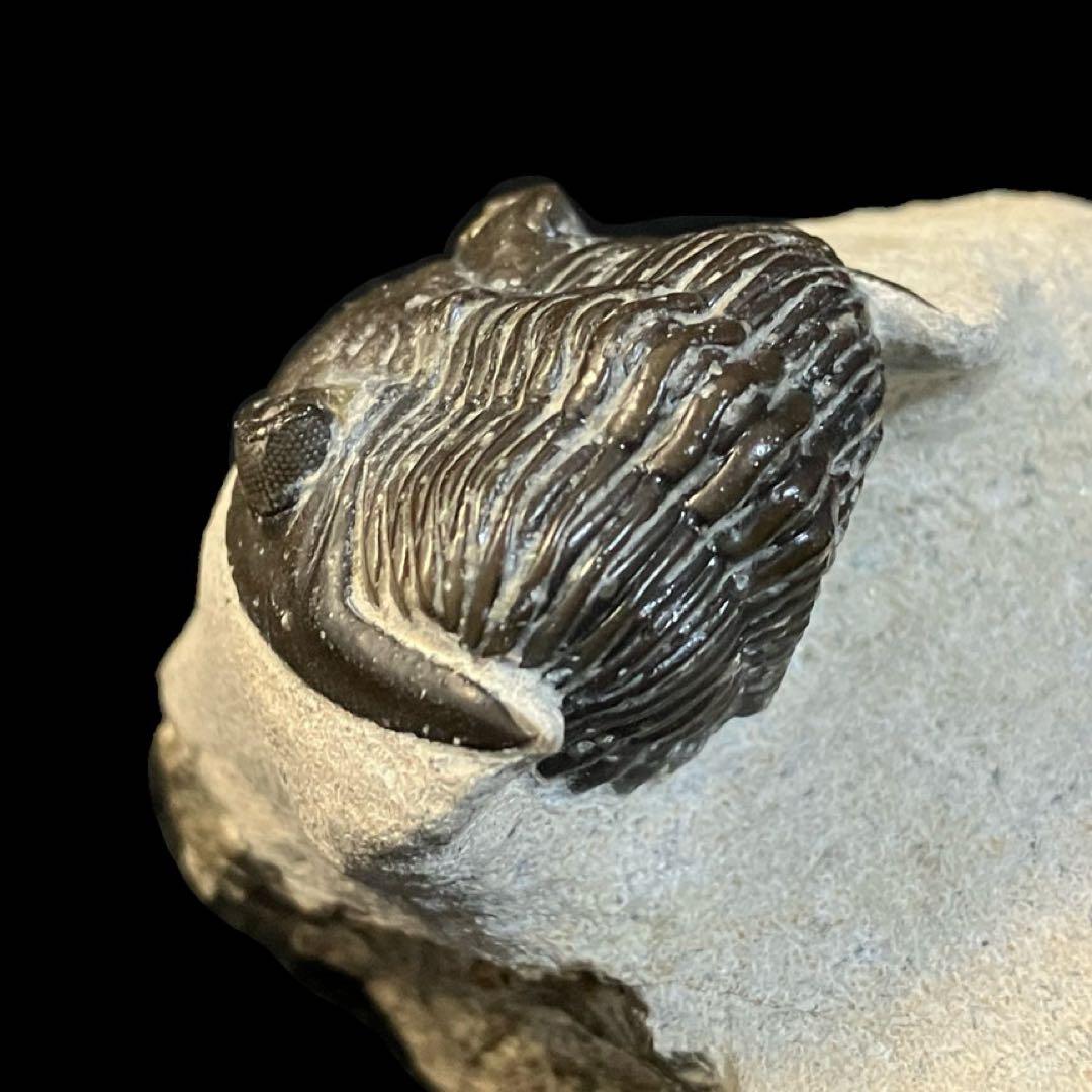 メタカンティナ　canthina　三葉虫　化石　モロッコ 産