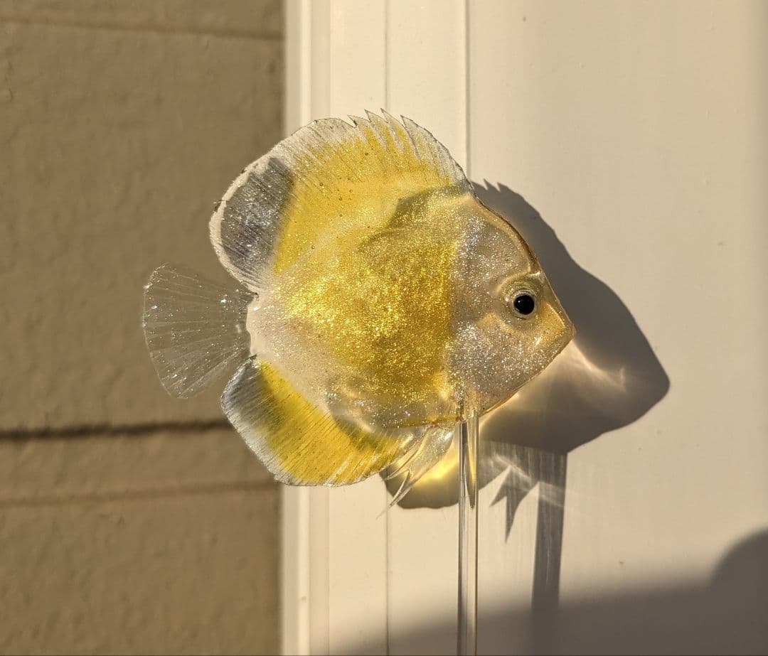 確認用　ゴールデンマルボロレッド