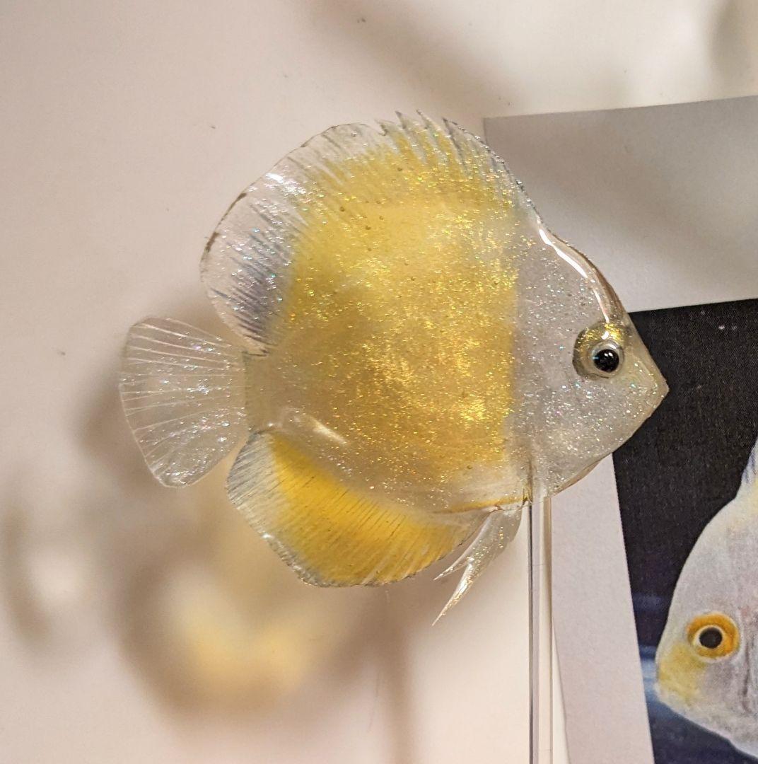 確認用　ゴールデンマルボロレッド