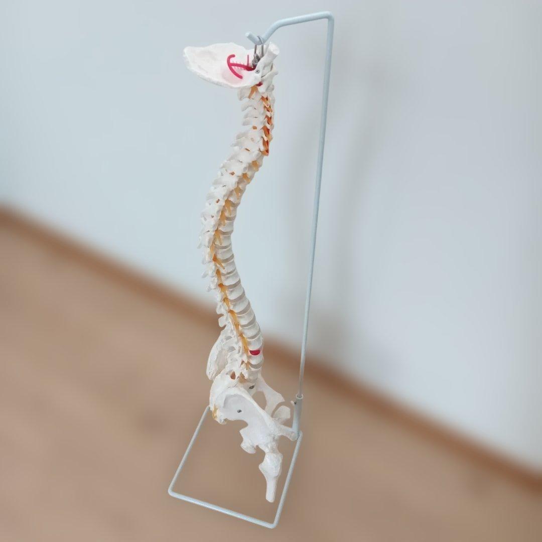 脊椎模型 可動式 約85cm