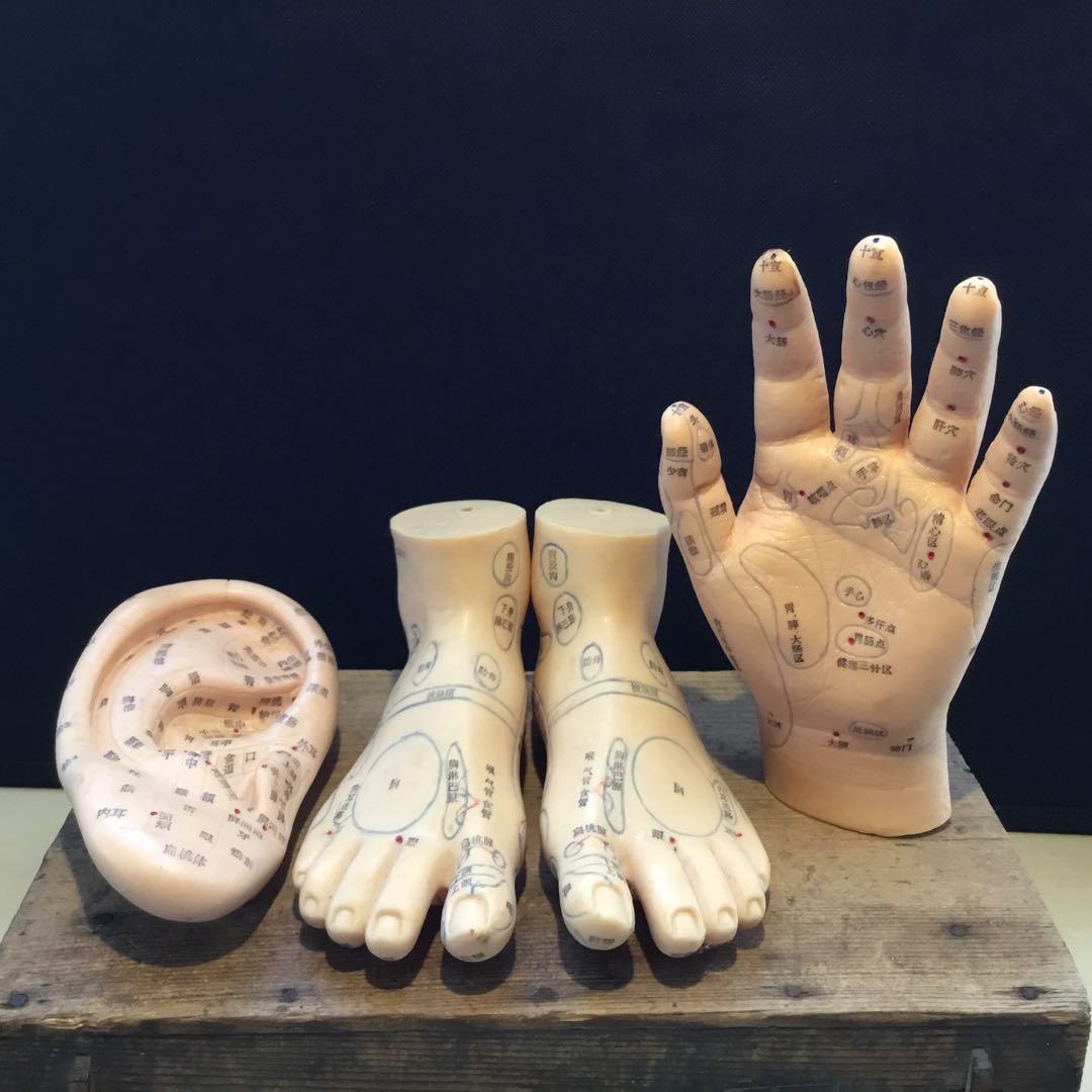 鍼灸経穴人体模型　コンプリート　中国鍼灸男性人体模型　耳　足　手