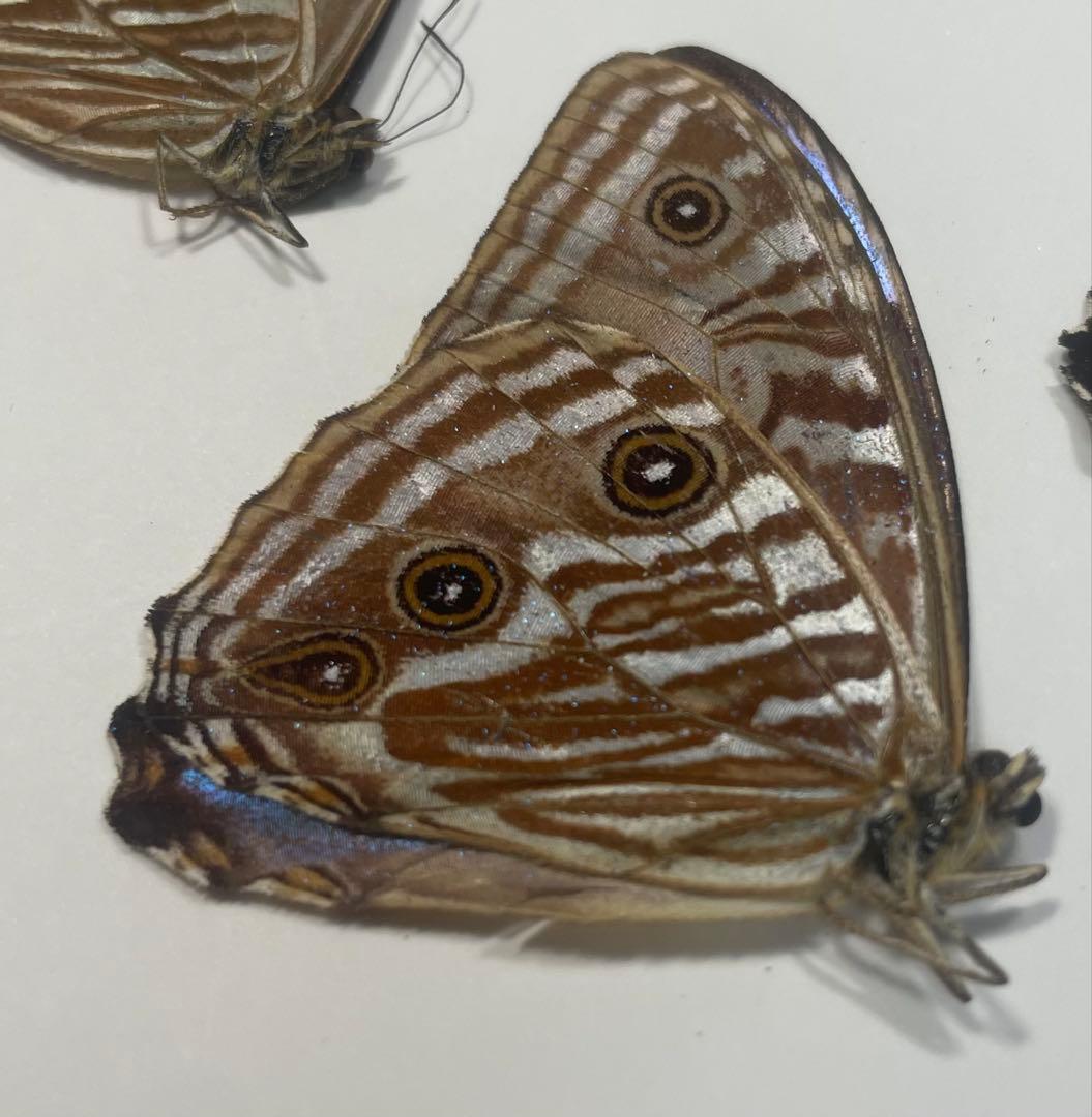 ポルティスモルフォ オス4頭セット