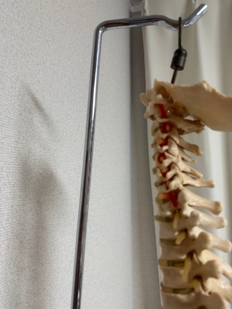 脊椎模型 スタンド付き 赤い椎間板