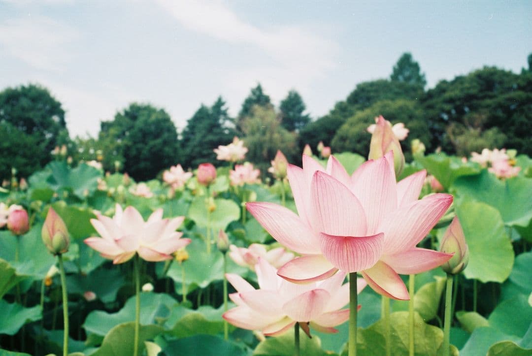 Canon AE-1 Program フィルム一眼レフカメラレンズセット