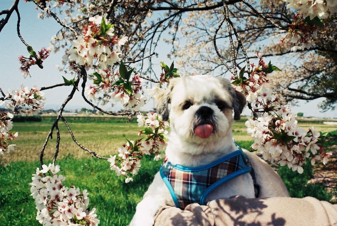 Canon AE-1 Program フィルム一眼レフカメラレンズセット