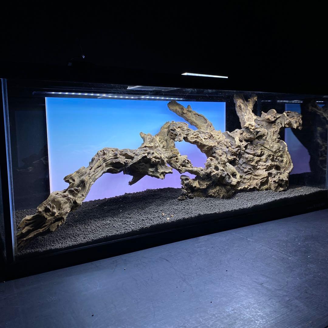 MJW-6434 「特大」ジンジャーウッド　90cm水槽用　天然流木2本セット