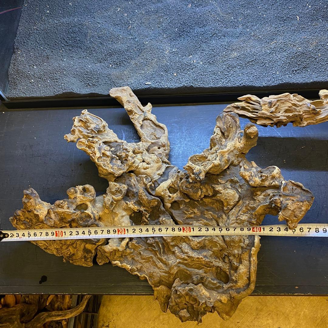 MJW-6434 「特大」ジンジャーウッド　90cm水槽用　天然流木2本セット