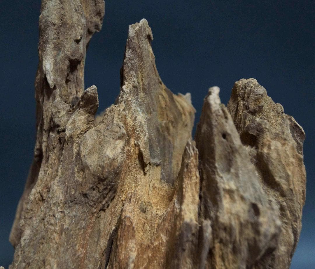 インド産 天然古白檀 特大香木 原木 自然体 山形香木置物 古香木 重量974g