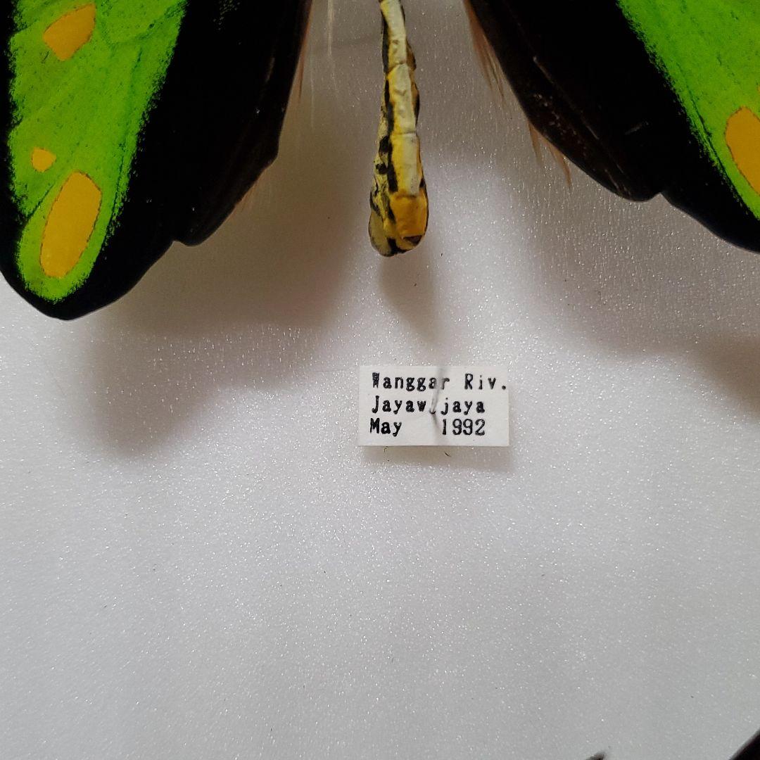 特コレクションシリーズ激レアOrnithoptera tithonus ssp.