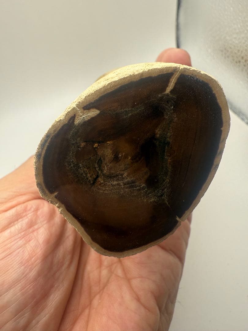 珪化木 超美品 20cm×5cm 625g