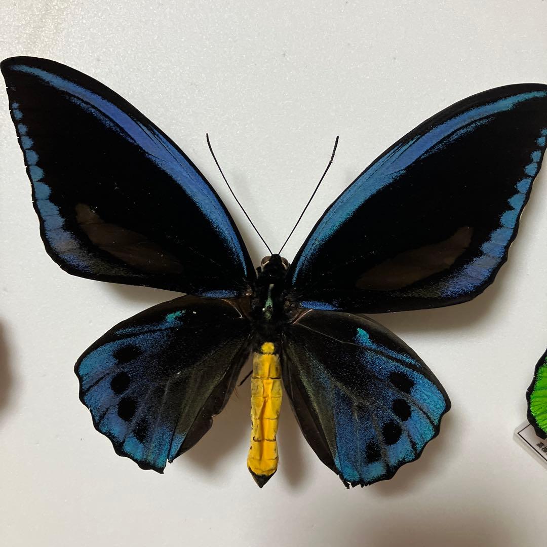 アカ、アオ、ミドリトリバネアゲハ♂ ドイツ標本箱入り