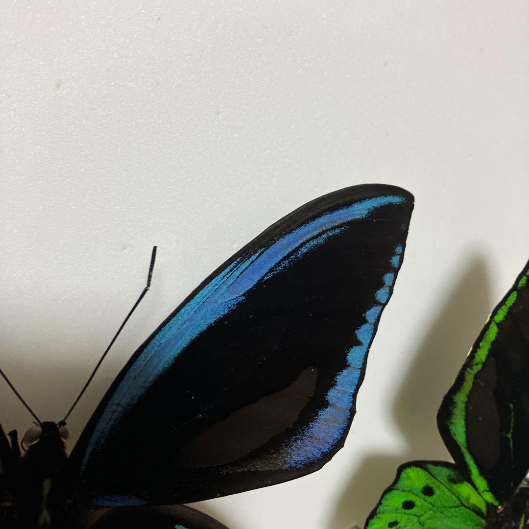 アカ、アオ、ミドリトリバネアゲハ♂ ドイツ標本箱入り