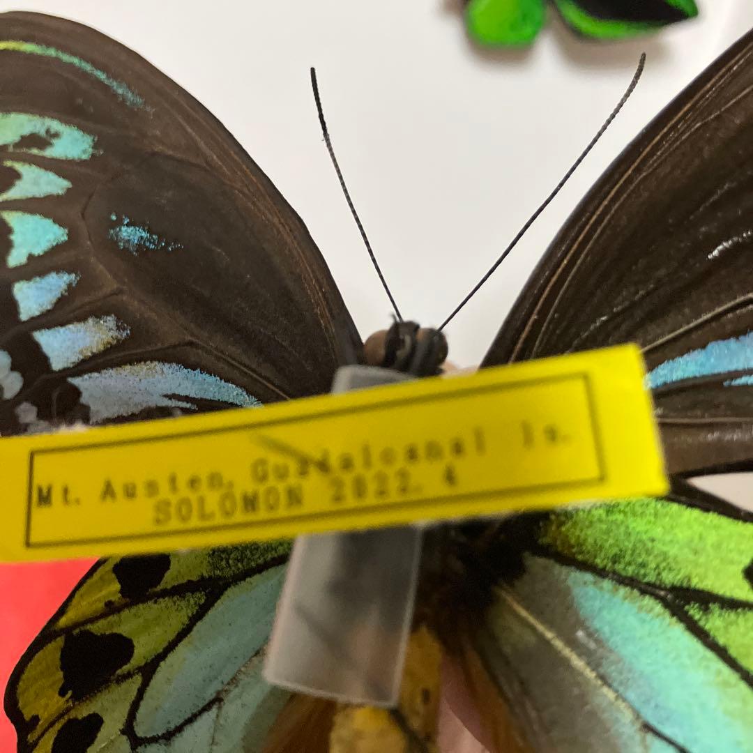 アカ、アオ、ミドリトリバネアゲハ♂ ドイツ標本箱入り