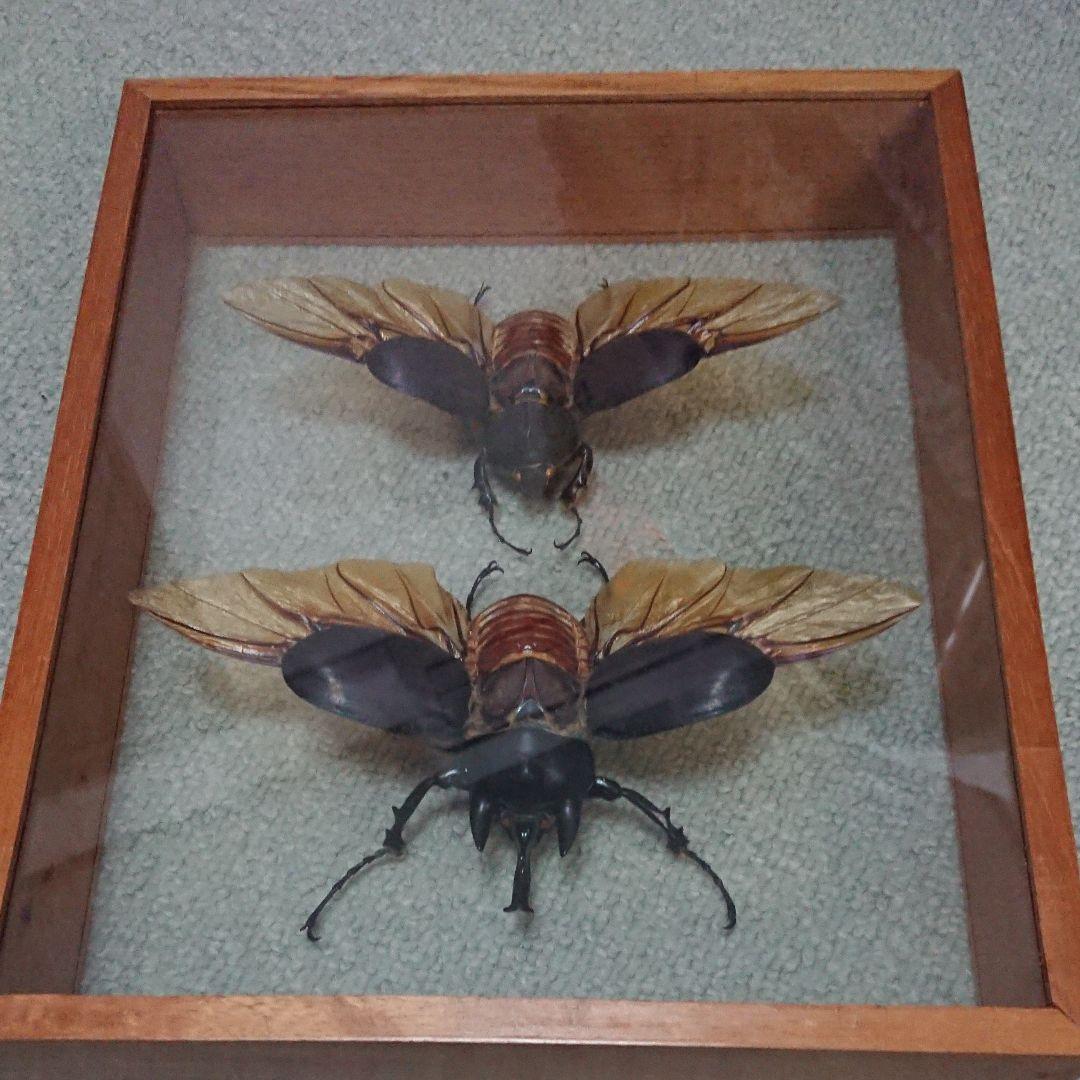 アクティオンゾウカブト標本♂♀
