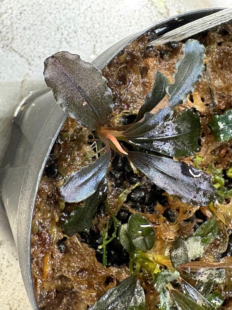 水草 Bucephalandra sp.Ghost west kalimantan