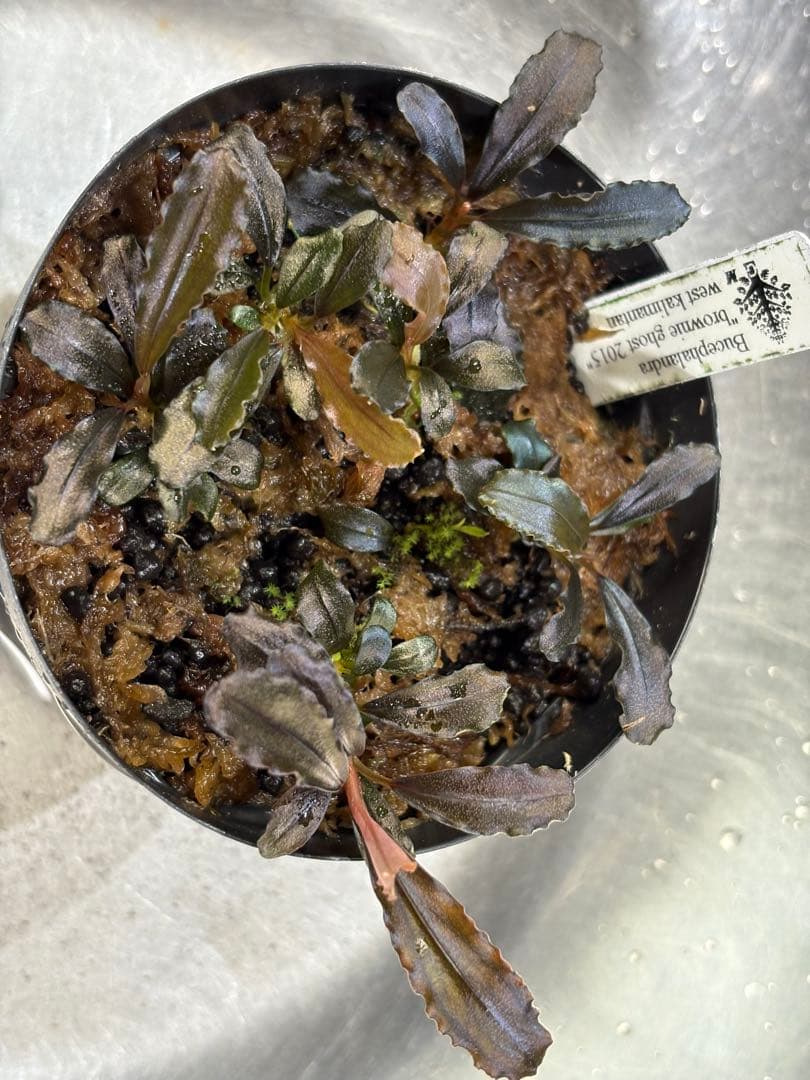 水草 Bucephalandra sp.Ghost west kalimantan